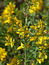 Genista tinctoria (Pflanze), Färbeginster, Färbepflanze, Färberpflanze, Pflanzenfarben,  färben, Klostergarten Seligenstadt